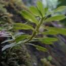 Image of Dichaea trinitensis Gleason