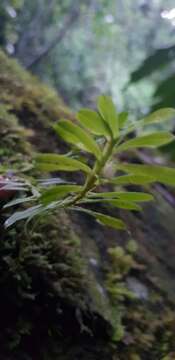 Image of Dichaea trinitensis Gleason