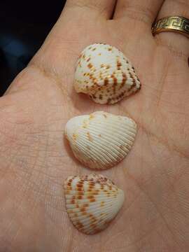 Image of Atlantic strawberry-cockle