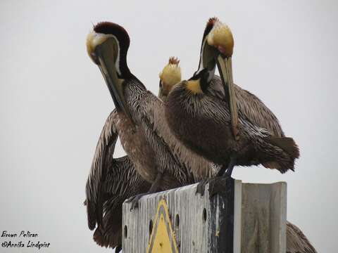 Image of pelicans