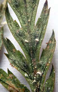 Image of Badimiella pteridophila (Sacc.) Garn.-Jones & Malcolm