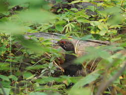 Image de Canachites canadensis franklinii (Douglas 1829)