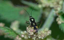 Image of Grypocoris stysi (Wagner 1968)