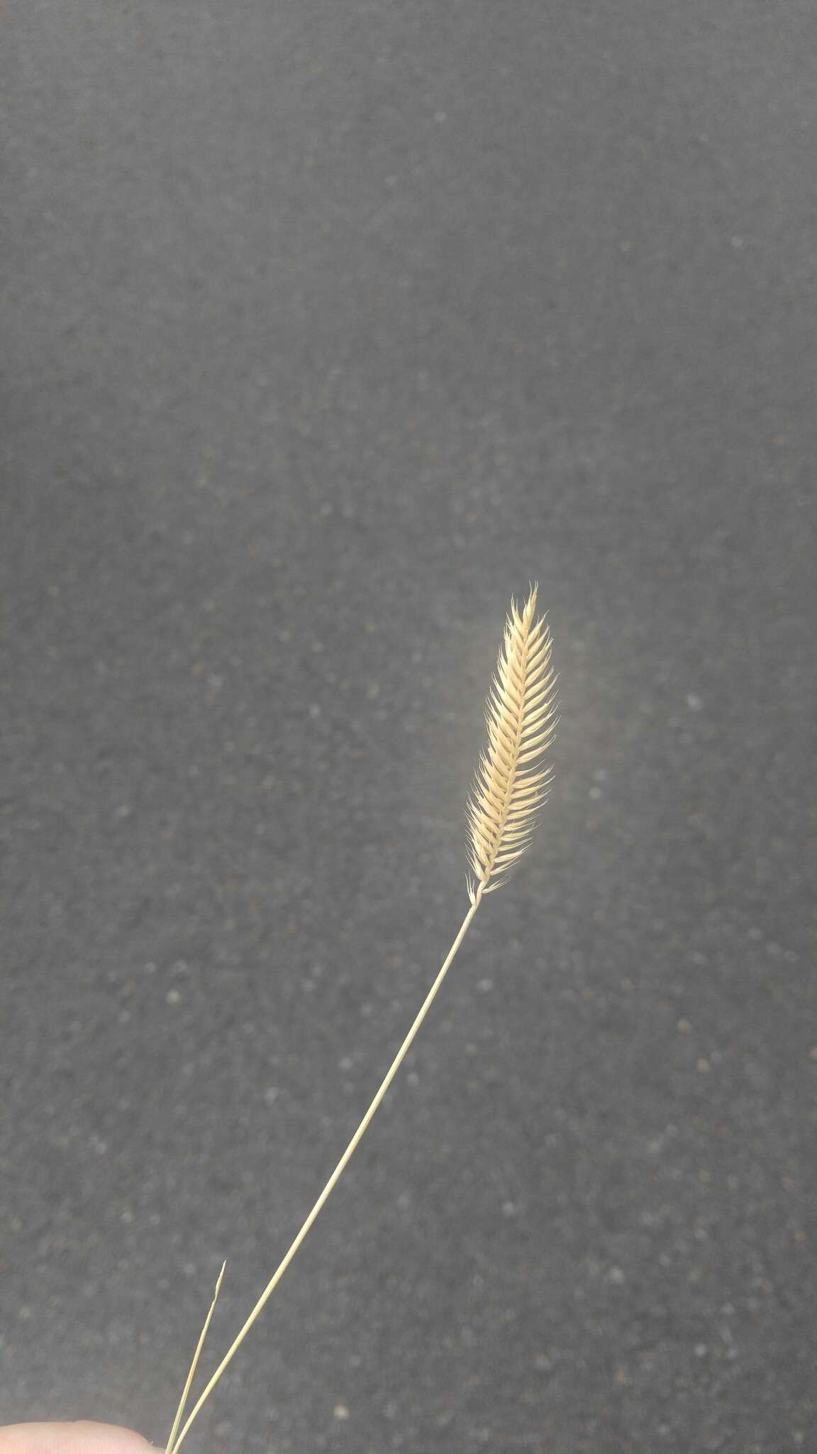 Image de Agropyron