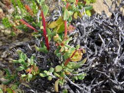 Image of Tetragonia sarcophylla Fenzl