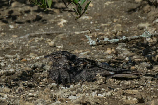 Image of Savanna Nightjar