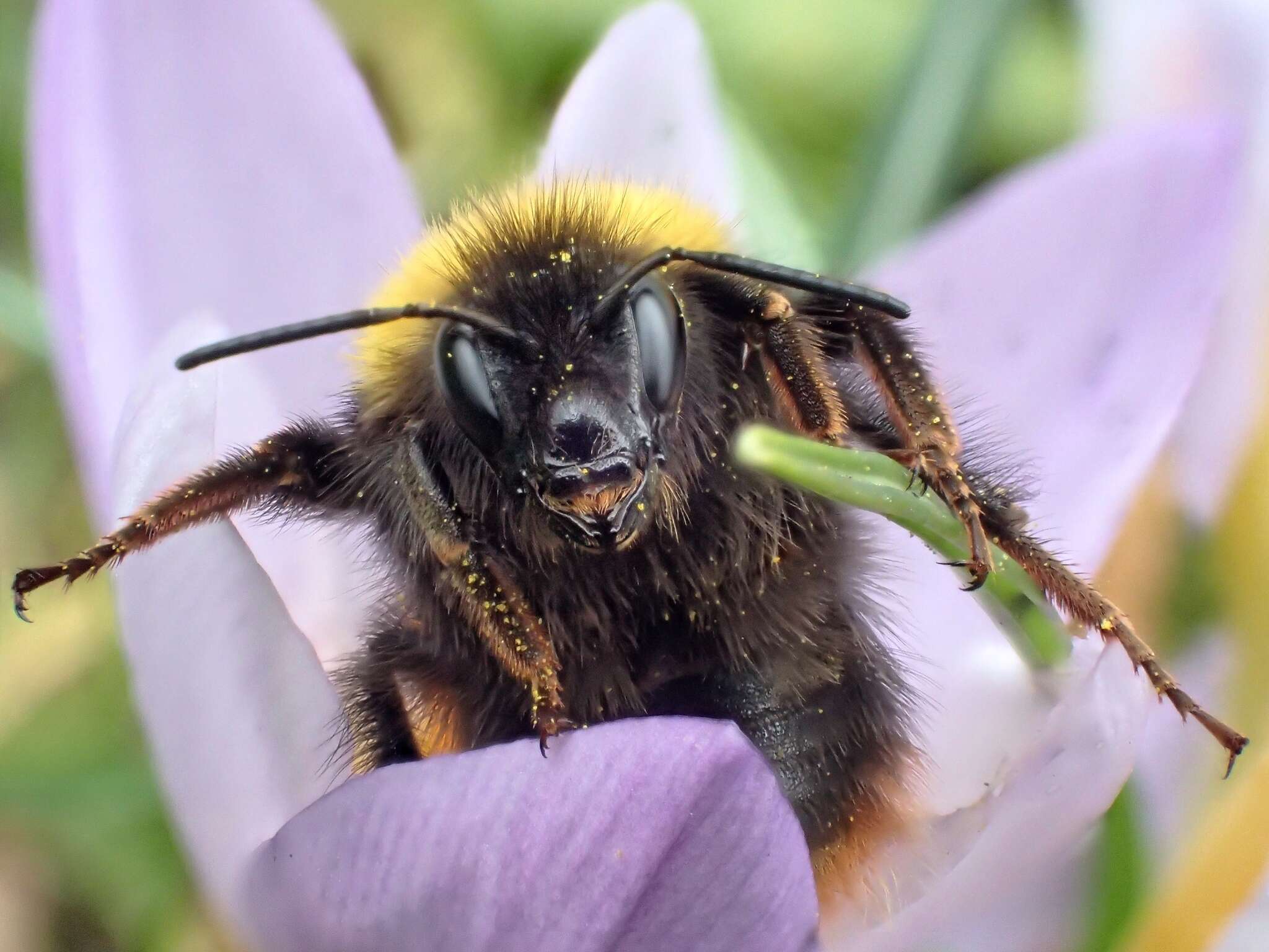 Image of Early bumblebee