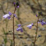 Plancia ëd Nuttallanthus canadensis (L.) D. A. Sutton