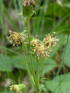 Image of Rugel's Indianplantain