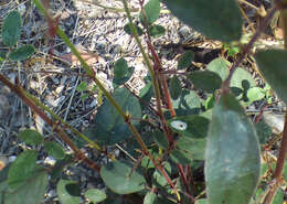 Image of Santa Cruz Island ticktrefoil