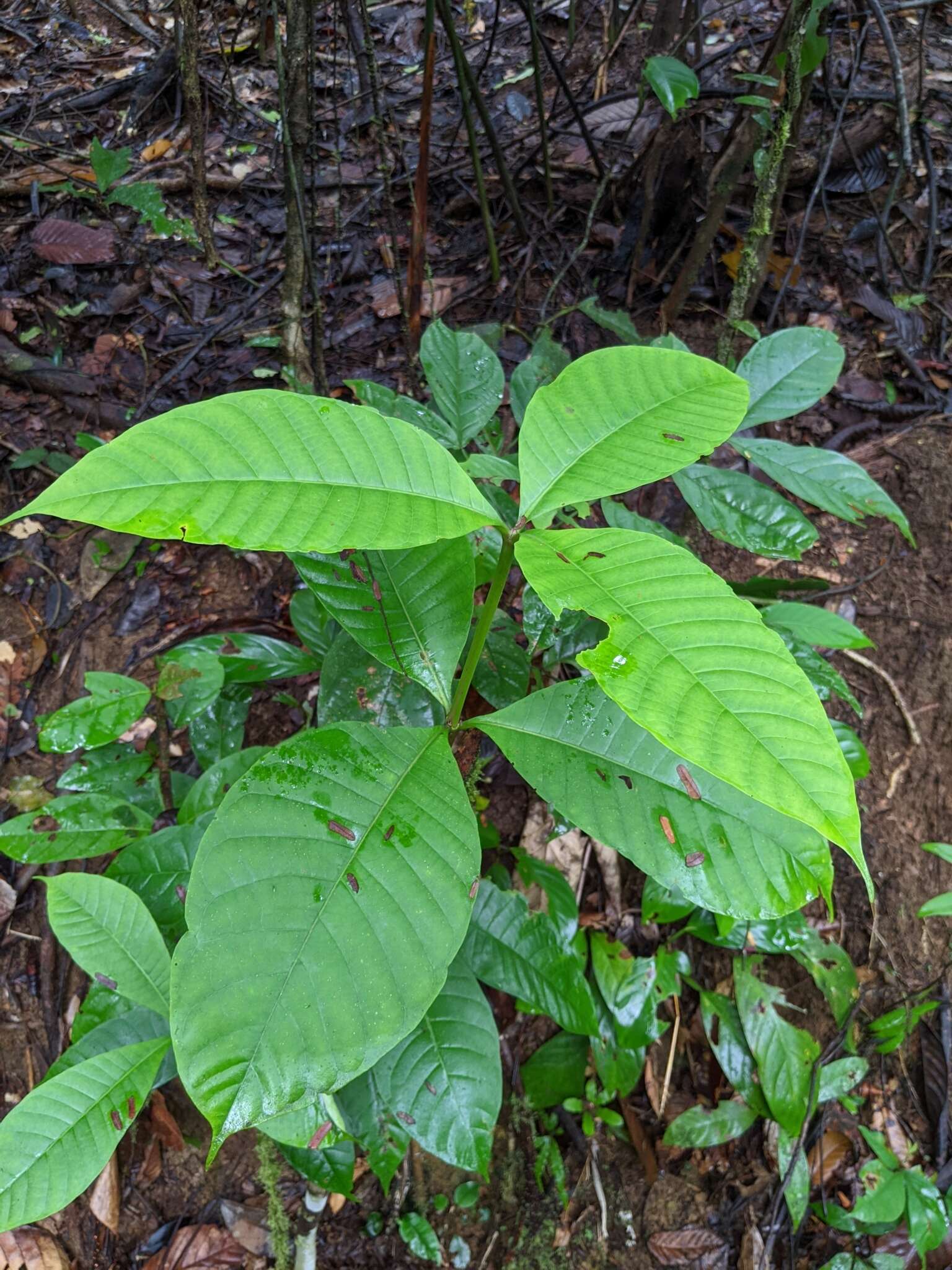 Image of Palicourea triphylla DC.