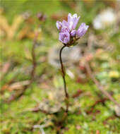 Image of Gentianella corymbosa (Kunth) Weaver & Rudenberg