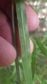 Sivun Pteris elongatiloba var. remotivenia Bonap. kuva