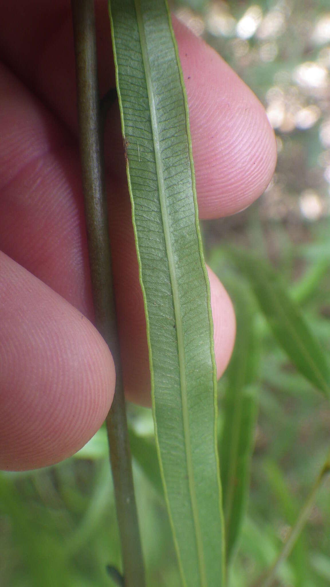 Image of Pteris elongatiloba var. remotivenia Bonap.