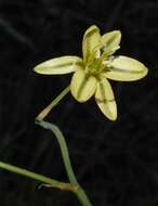 Image de Albuca pentheri (Zahlbr.) J. C. Manning & Goldblatt