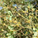 Image of Plumbago arabica (Boiss.) Christenh. & Byng