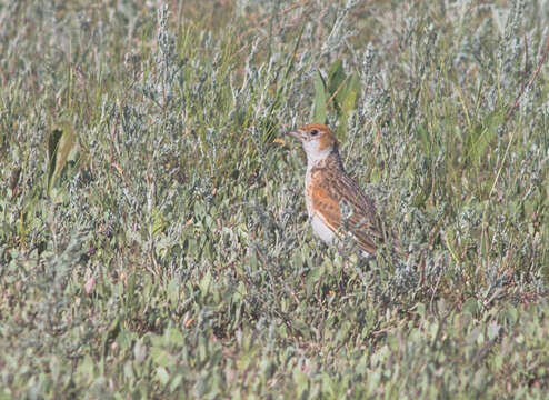 Image of White-winged Lark