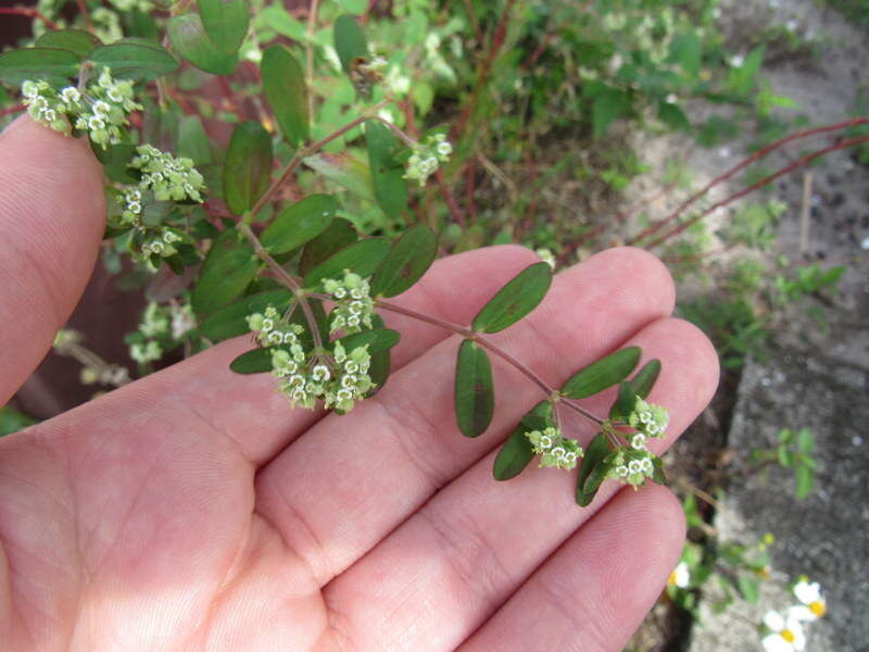 Euphorbia lasiocarpa Klotzsch的圖片