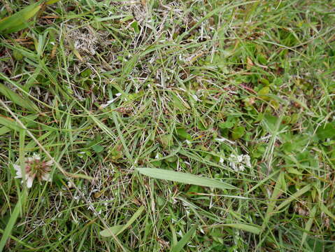 Image of Carex colensoi Boott