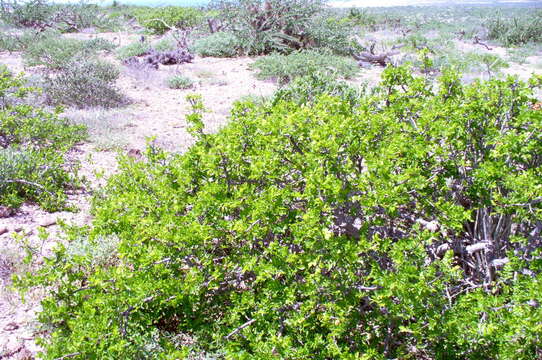 Image of Cyrtocarpa edulis var. glabra León de la Luz & Perez Navarro