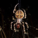 Imagem de Araneus andrewsi (Archer 1951)