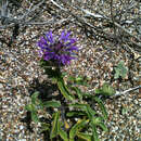 Image of Monardella sinuata Elvin & A. C. Sanders