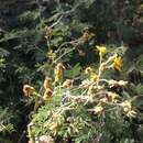 Image of Senecio prionopterus B. L. Rob. & Greenm.