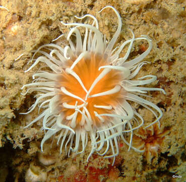 Image of thenarian burrowing anemones