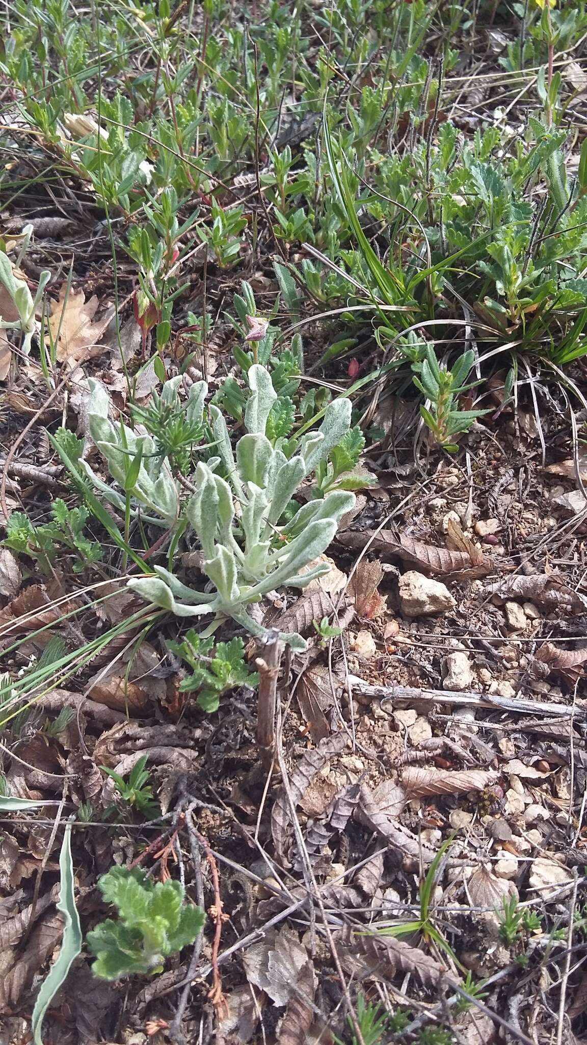 Image of Galatella villosa (L.) Rchb. fil.