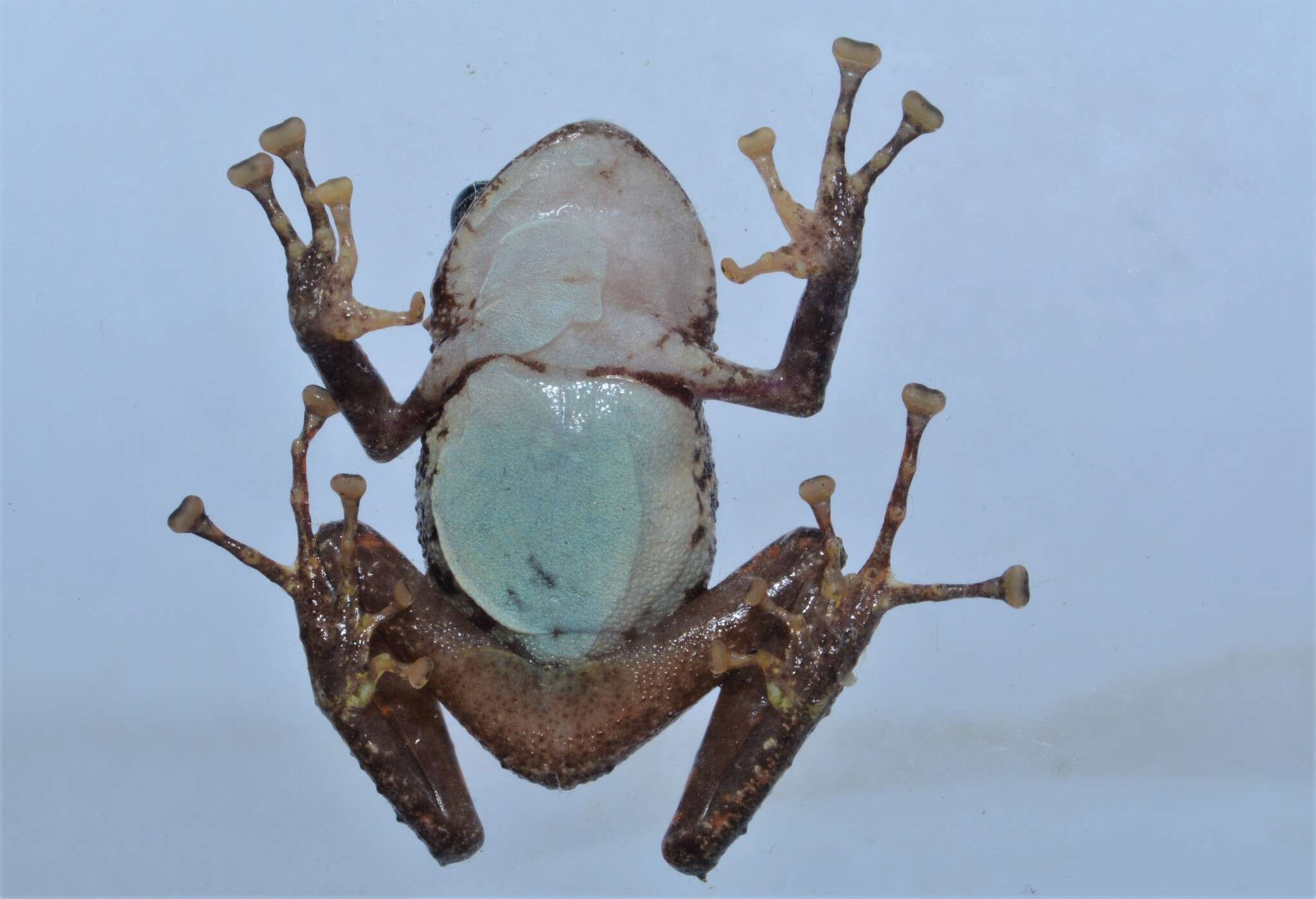 Image of Pristimantis katoptroides (Flores 1988)