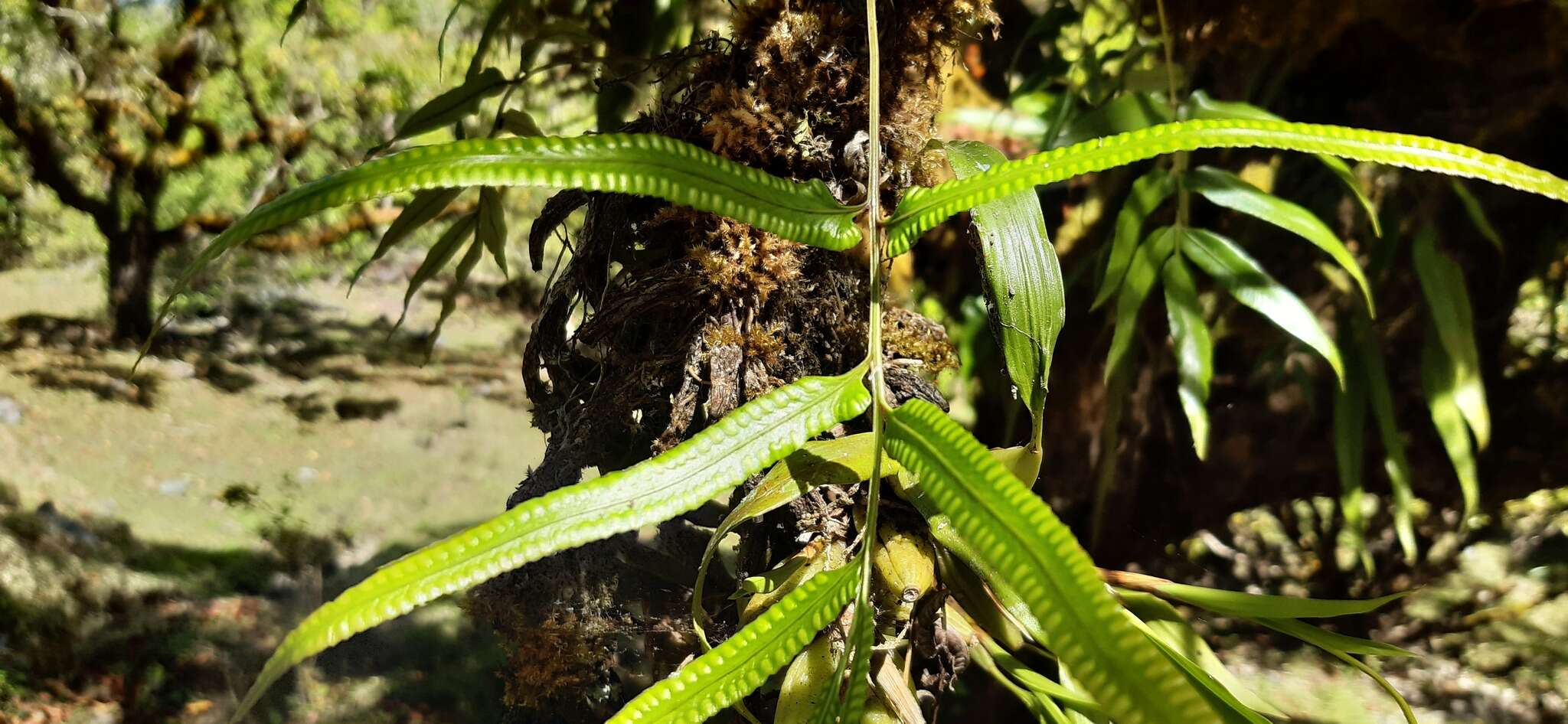 Image of Davallia pentaphylla Bl.