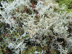 Image of globe ball lichen