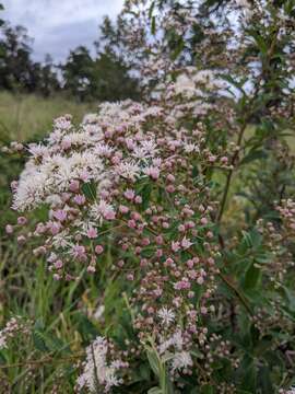 صورة Vernonanthura polyanthes (Spreng.) A. J. Vega & Dematt.