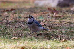 Image of Blue Jay