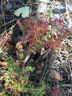 Image of graceful bedstraw