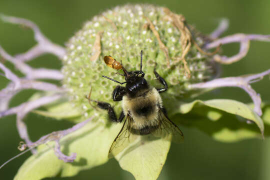 صورة Antherophagus ochraceus Melsheimer 1844