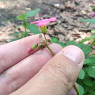 Image of Four-leaved Sorrel