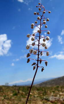 Image of Drimia ciliata (L. fil.) J. C. Manning & Goldblatt