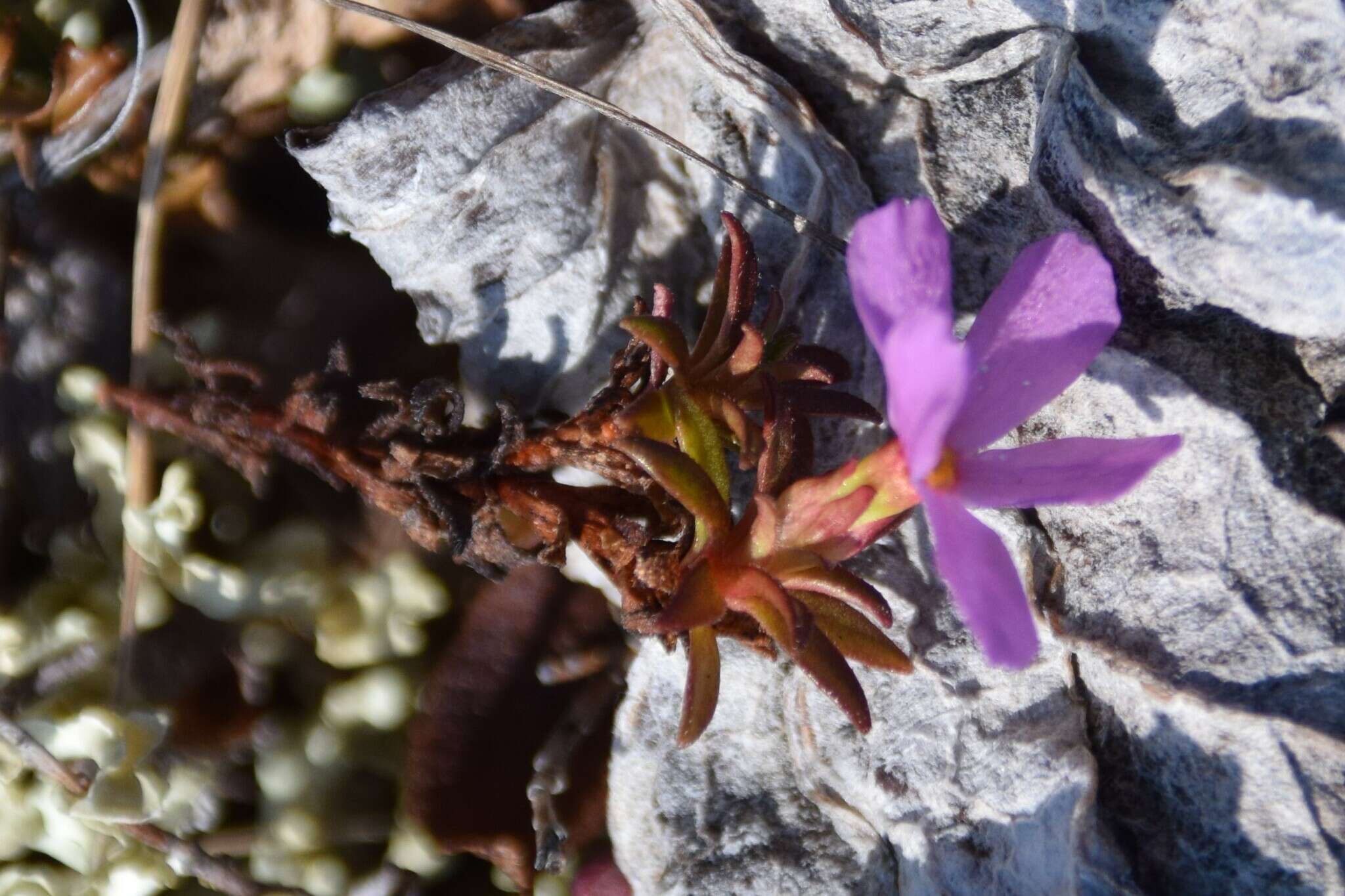 Image of Mackenzie River dwarf-primrose