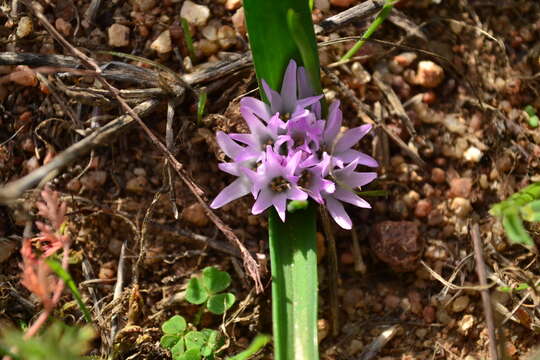 Image of Lachenalia paucifolia (W. F. Barker) J. C. Manning & Goldblatt