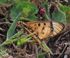 Imagem de Acraea nohara Boisduval 1847