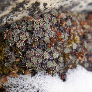 Imagem de Saxifraga andersonii Engl.