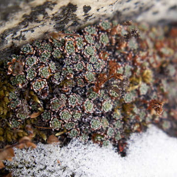 Plancia ëd Saxifraga andersonii Engl.