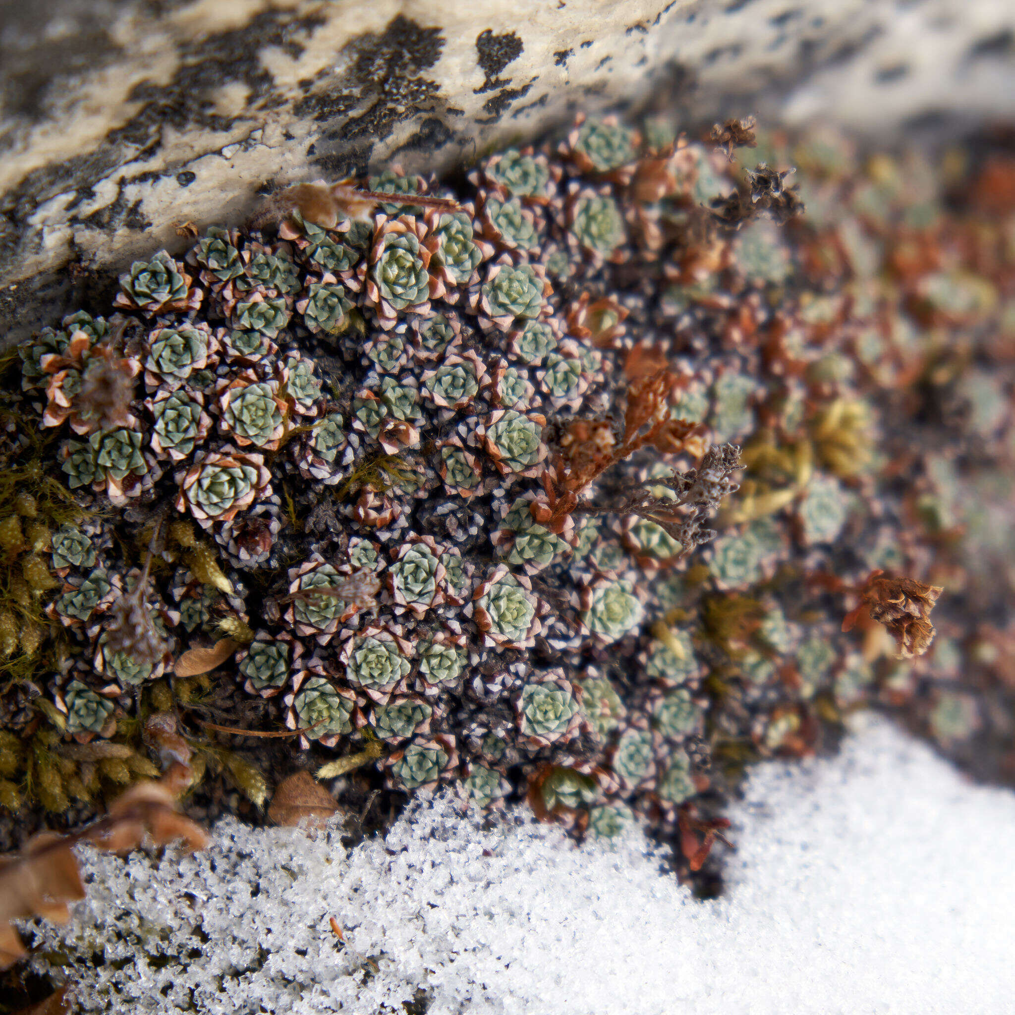 Imagem de Saxifraga andersonii Engl.