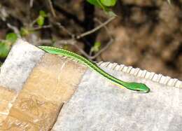 Image of Pacific Coast Parrot Snake