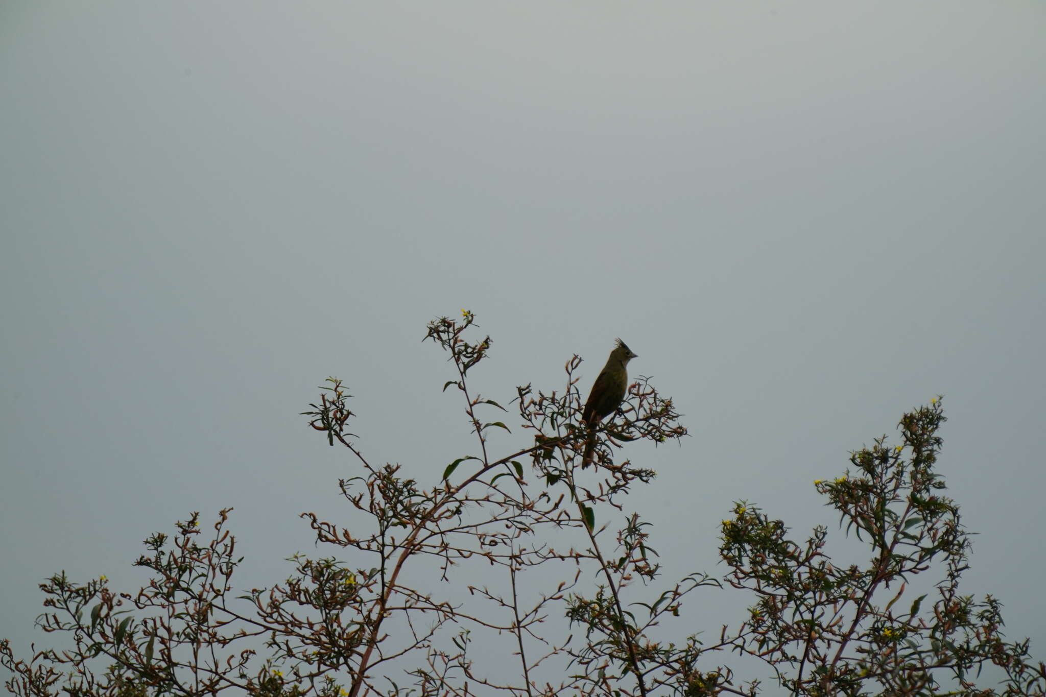 Plancia ëd Emberiza lathami Gray & JE 1831