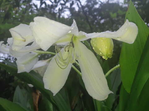 Image of Crinum jagus (J. Thomps.) Dandy