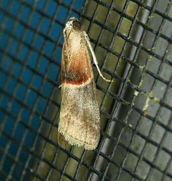 Image of Walnut Shoot Moth