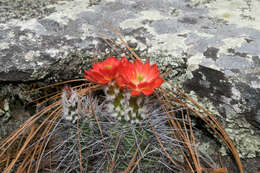 Image de Echinocereus polyacanthus Engelm.