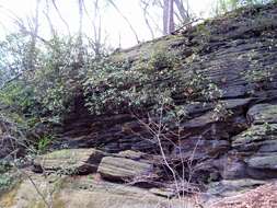 Image of piedmont rhododendron